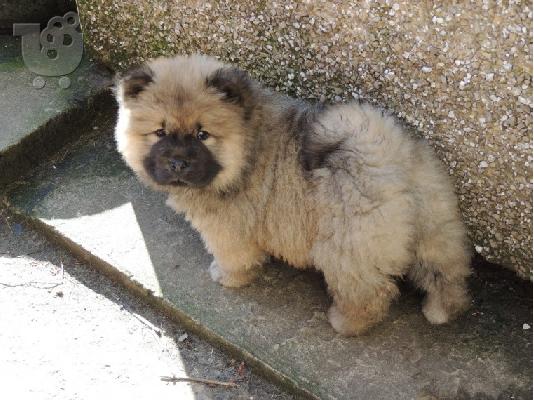 PoulaTo: chow chow